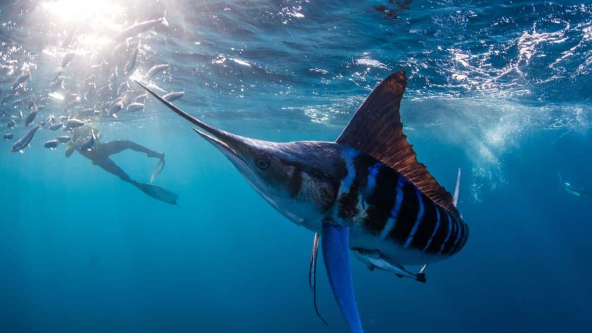 confondu avec un requin cet inquietant poisson d15 metre seme la panique a antibes video
